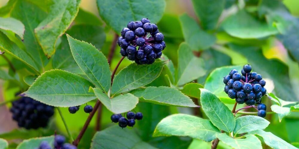 Siberian Ginseng